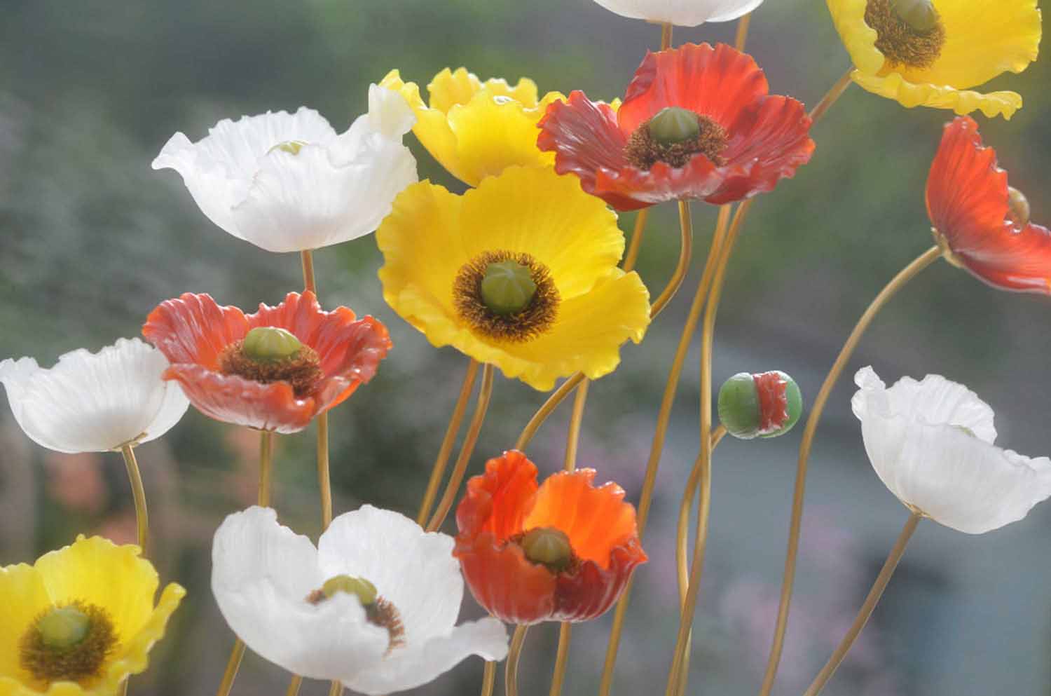 Island Mohn