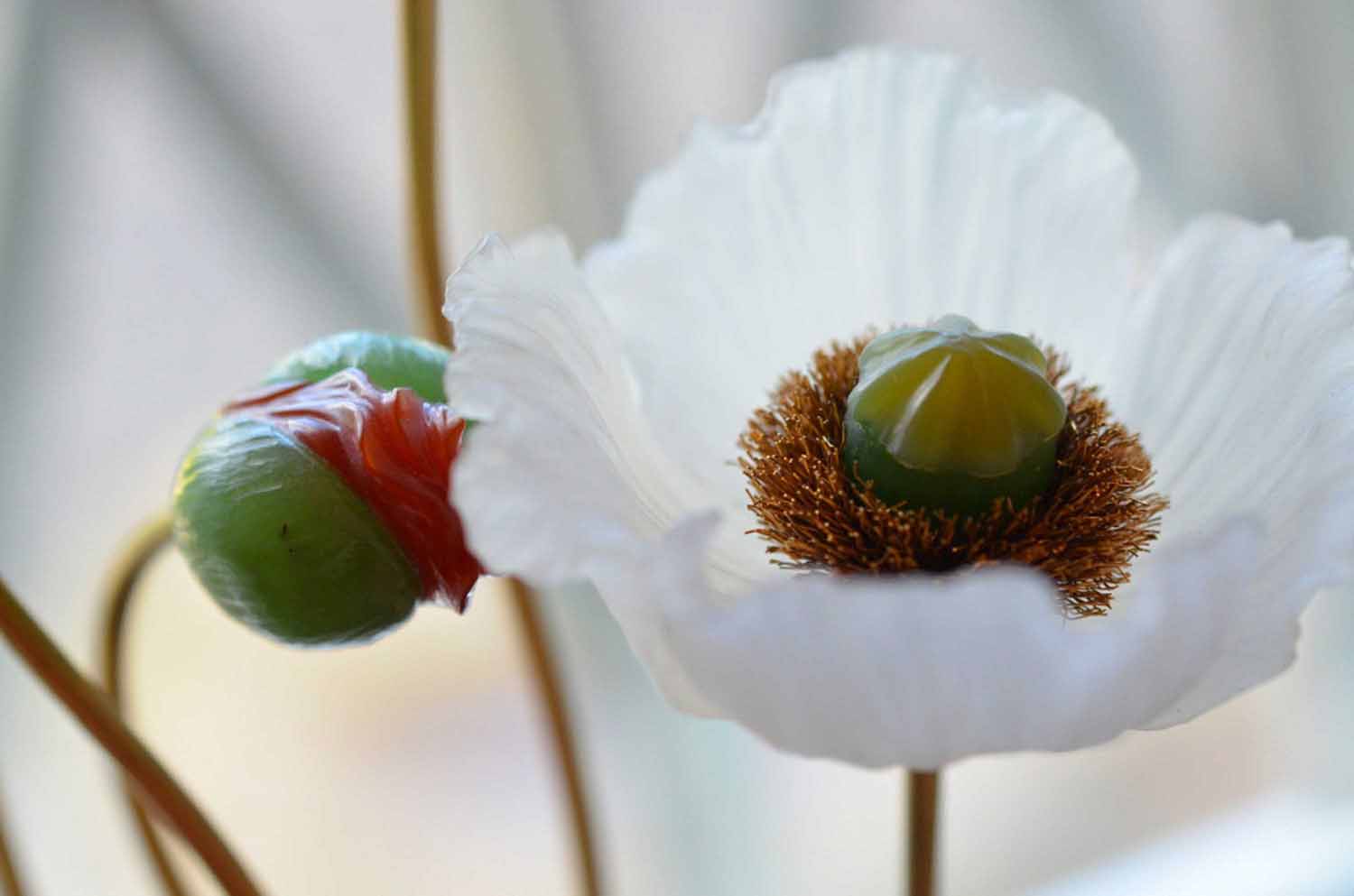 Island Mohn