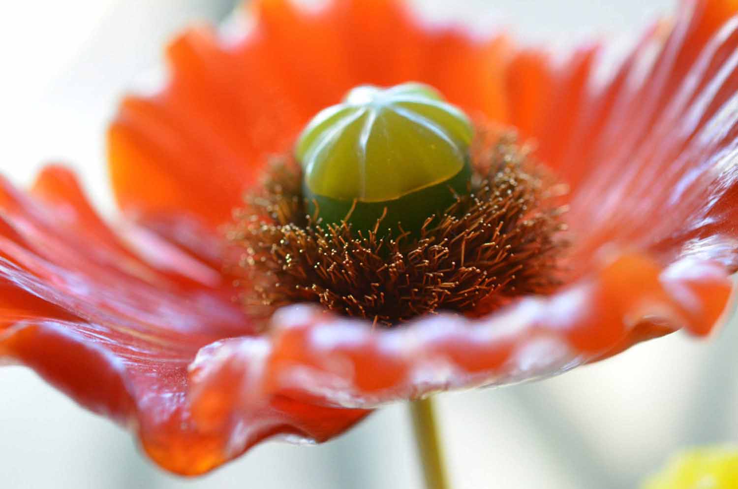 Island Mohn